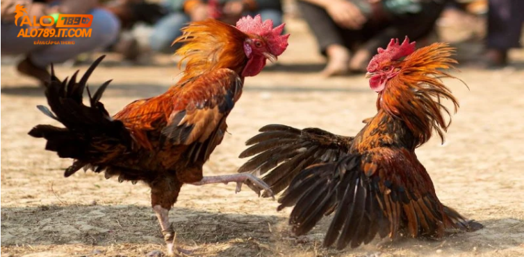 Chọn gà chiến mạnh mẽ, tăng cơ hội chiến thắng Chọn gà chiến mạnh mẽ, tăng cơ hội chiến thắng